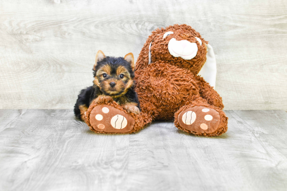 Meet Tinkerbell - our Yorkshire Terrier Puppy Photo 