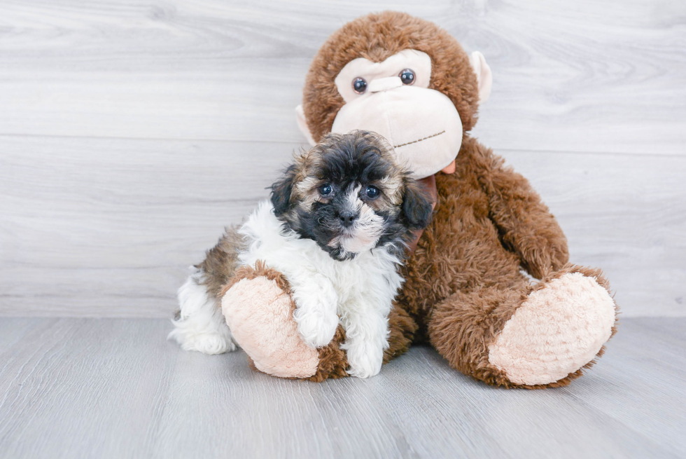 Energetic Havanese Purebred Puppy