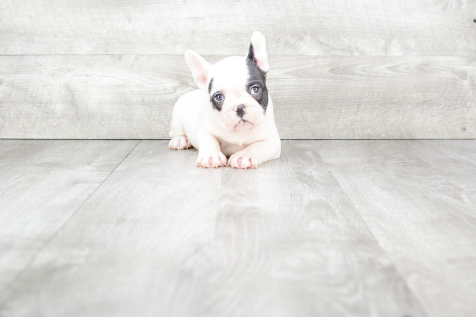 French Bulldog Puppy for Adoption