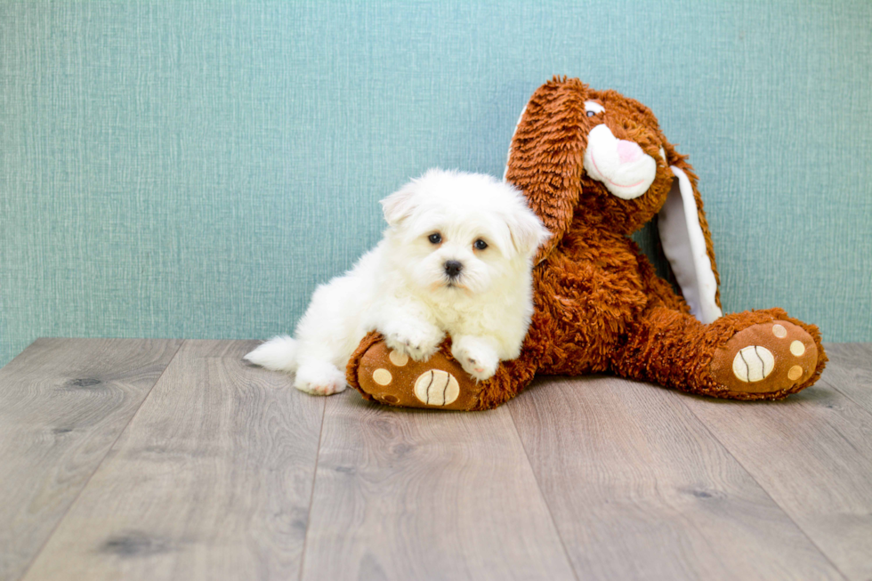 Best Maltipoo Baby