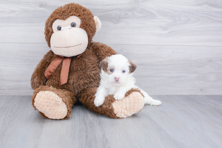 Energetic Shichon Designer Puppy