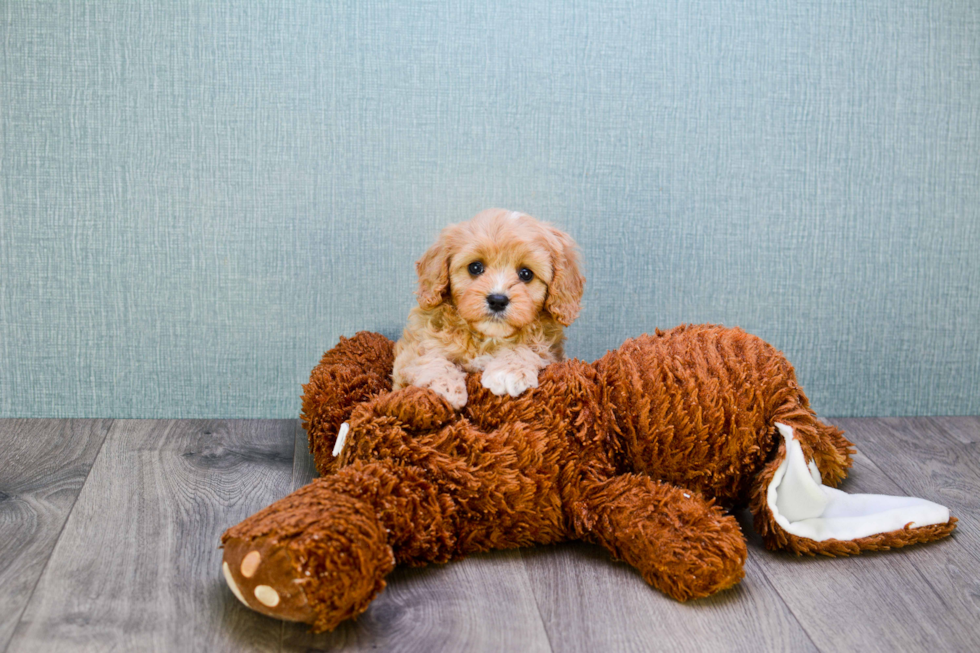 Happy Cavapoo Baby