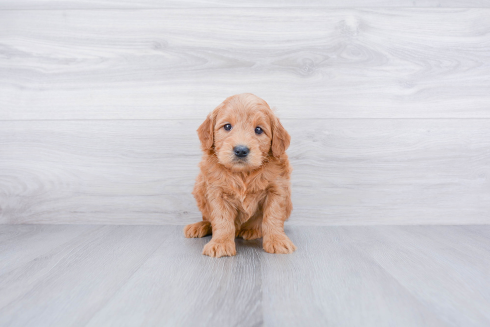 Playful Golden Retriever Poodle Mix Puppy