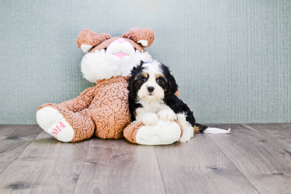 Friendly Cavachon Baby