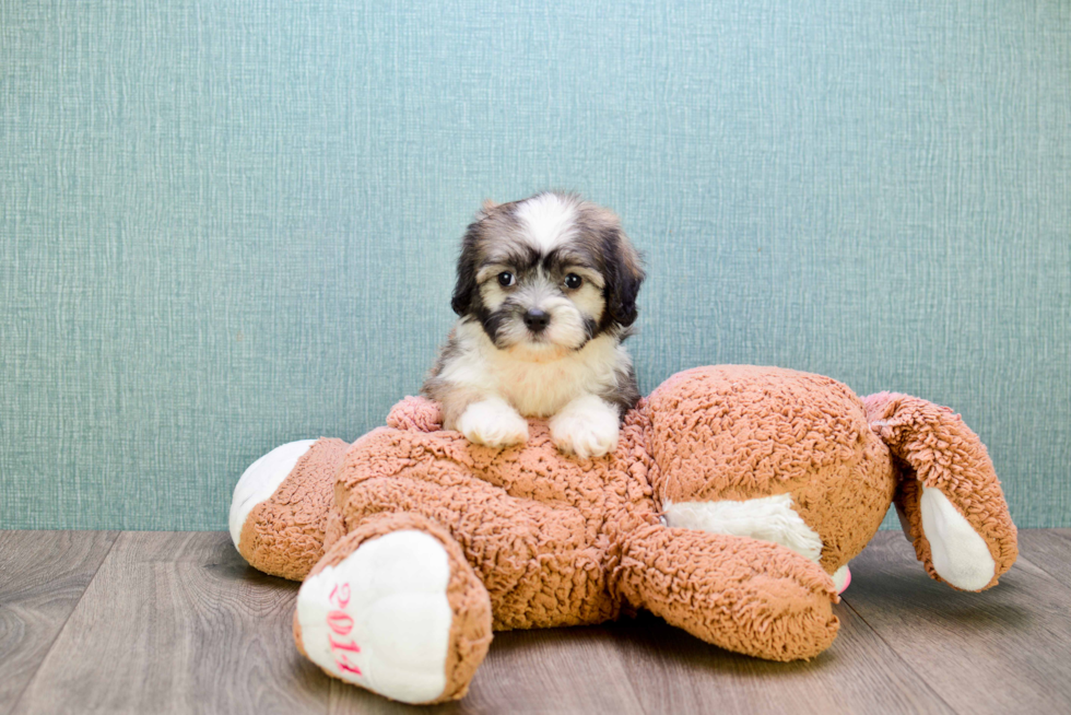 Teddy Bear Puppy for Adoption