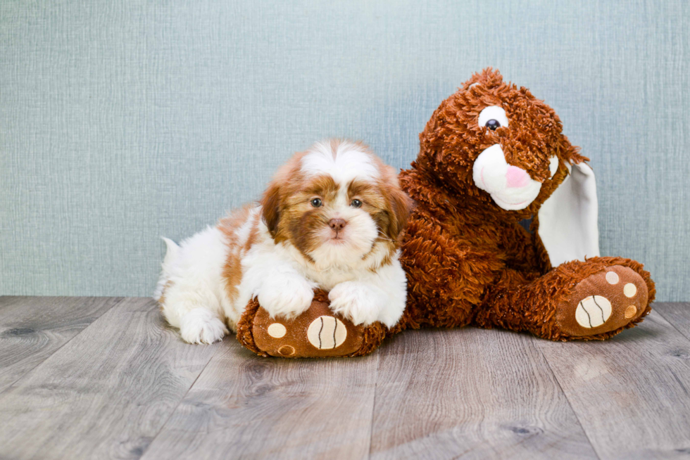 Fluffy Teddy Bear Designer Pup