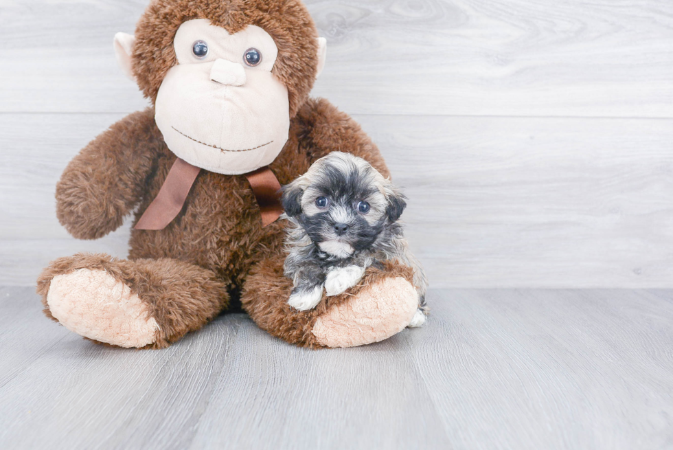 Havanese Pup Being Cute