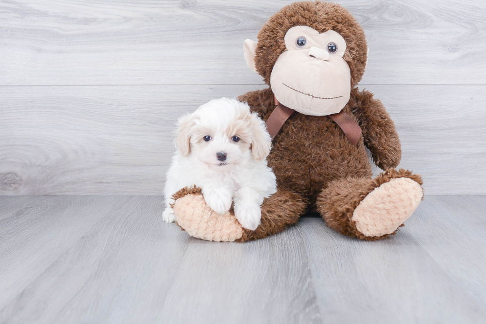 Happy Maltipoo Baby