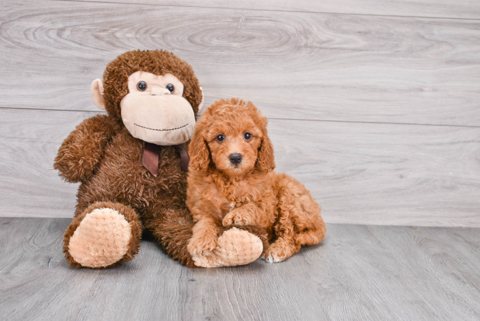 Mini Goldendoodle Pup Being Cute