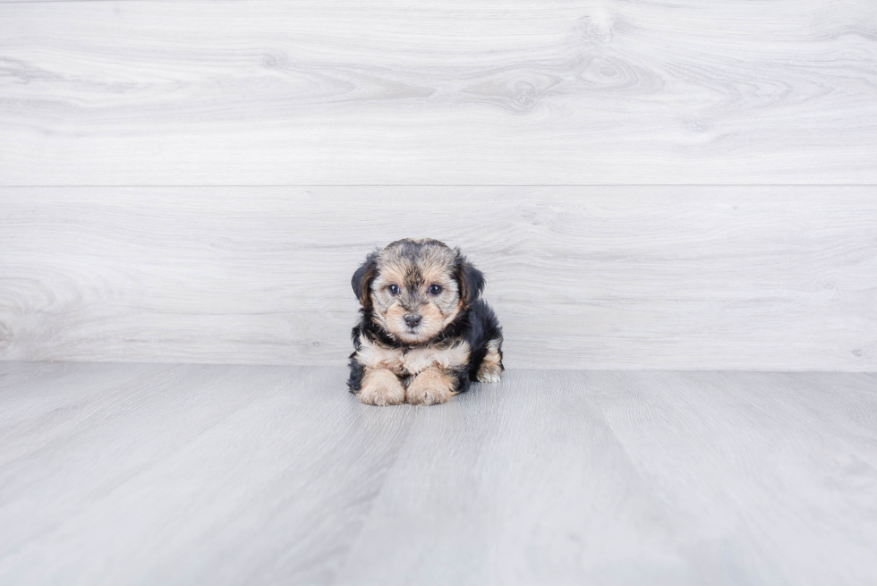 Best Yorkie Poo Baby