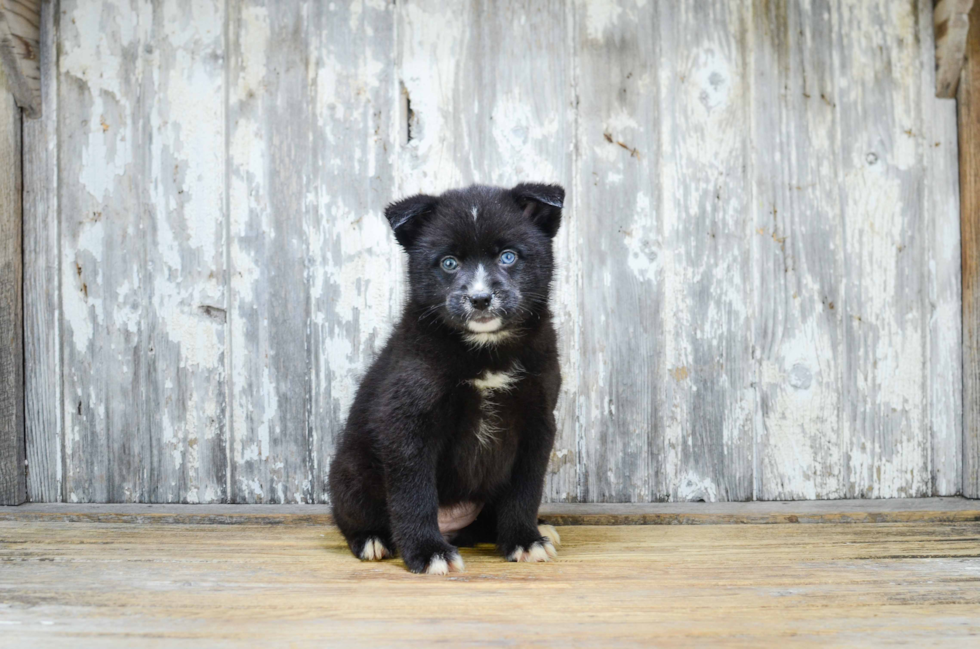 Friendly Pomsky Baby