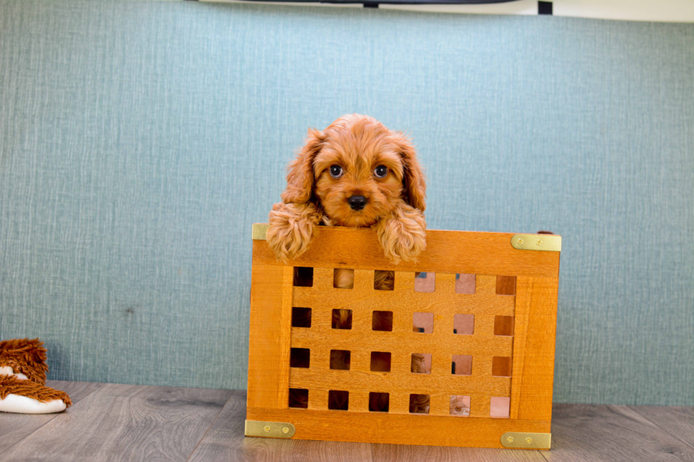 Cavapoo Puppy for Adoption