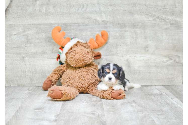 Hypoallergenic Cavalier King Charles Spaniel Baby