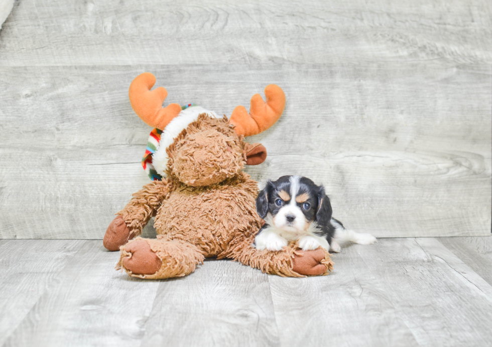 Hypoallergenic Cavalier King Charles Spaniel Baby