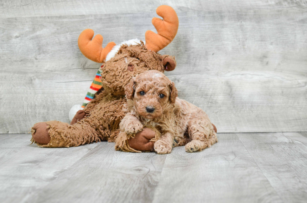 Playful Golden Retriever Poodle Mix Puppy