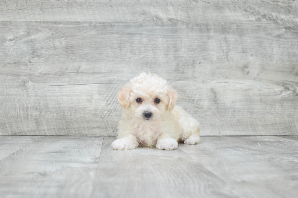 Playful Maltese Poodle Poodle Mix Puppy