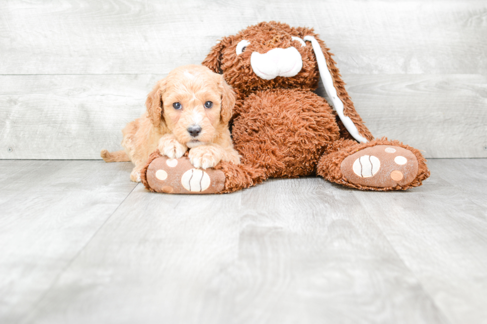 Mini Goldendoodle Puppy for Adoption