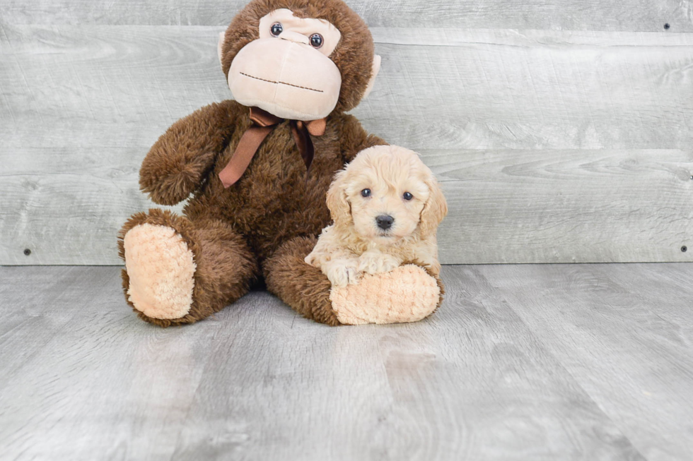 Cavapoo Puppy for Adoption