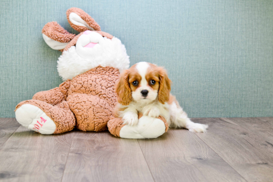 Cavalier King Charles Spaniel Puppy for Adoption