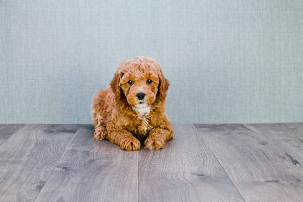 Best Mini Goldendoodle Baby