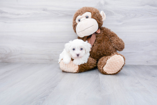 Maltipoo Pup Being Cute