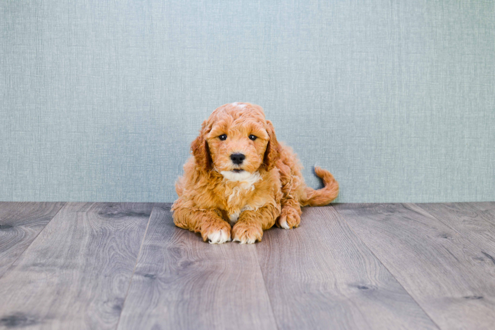 Mini Goldendoodle Puppy for Adoption