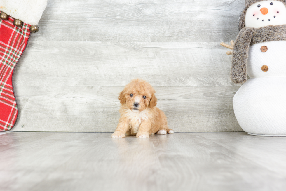 Adorable Cavoodle Poodle Mix Puppy