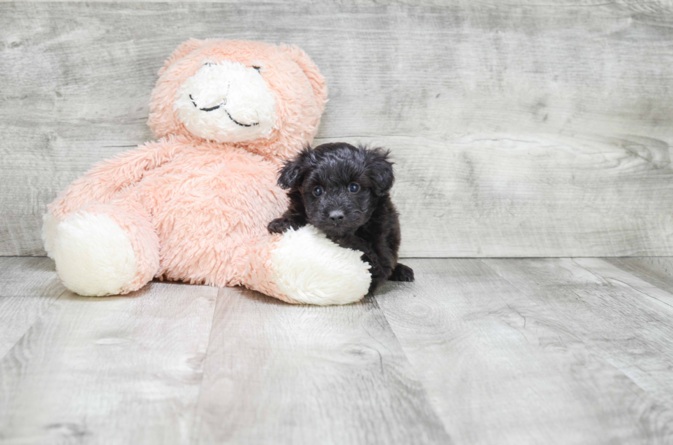 Best Mini Aussiedoodle Baby