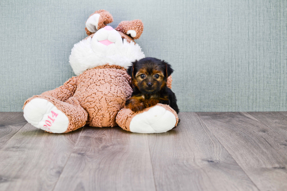 Meet Bella - our Yorkshire Terrier Puppy Photo 