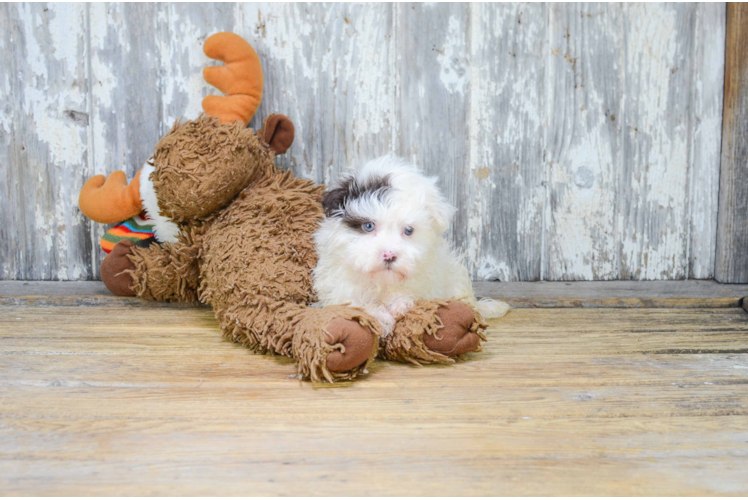 Little Havanese Baby