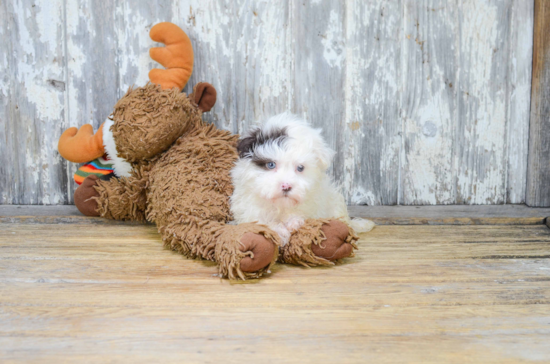 Little Havanese Baby