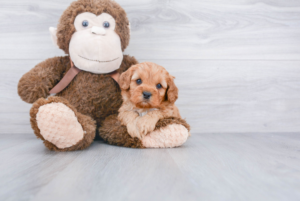 Best Cavapoo Baby