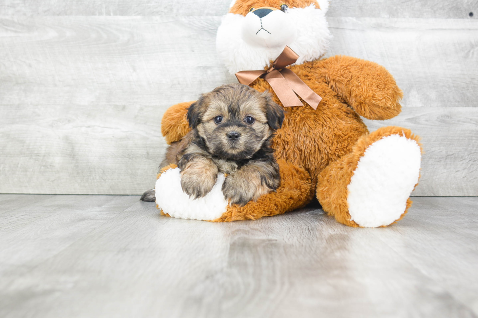 Adorable Shichon Designer Puppy