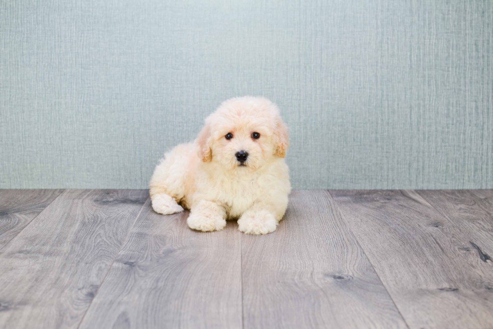 Best Maltipoo Baby