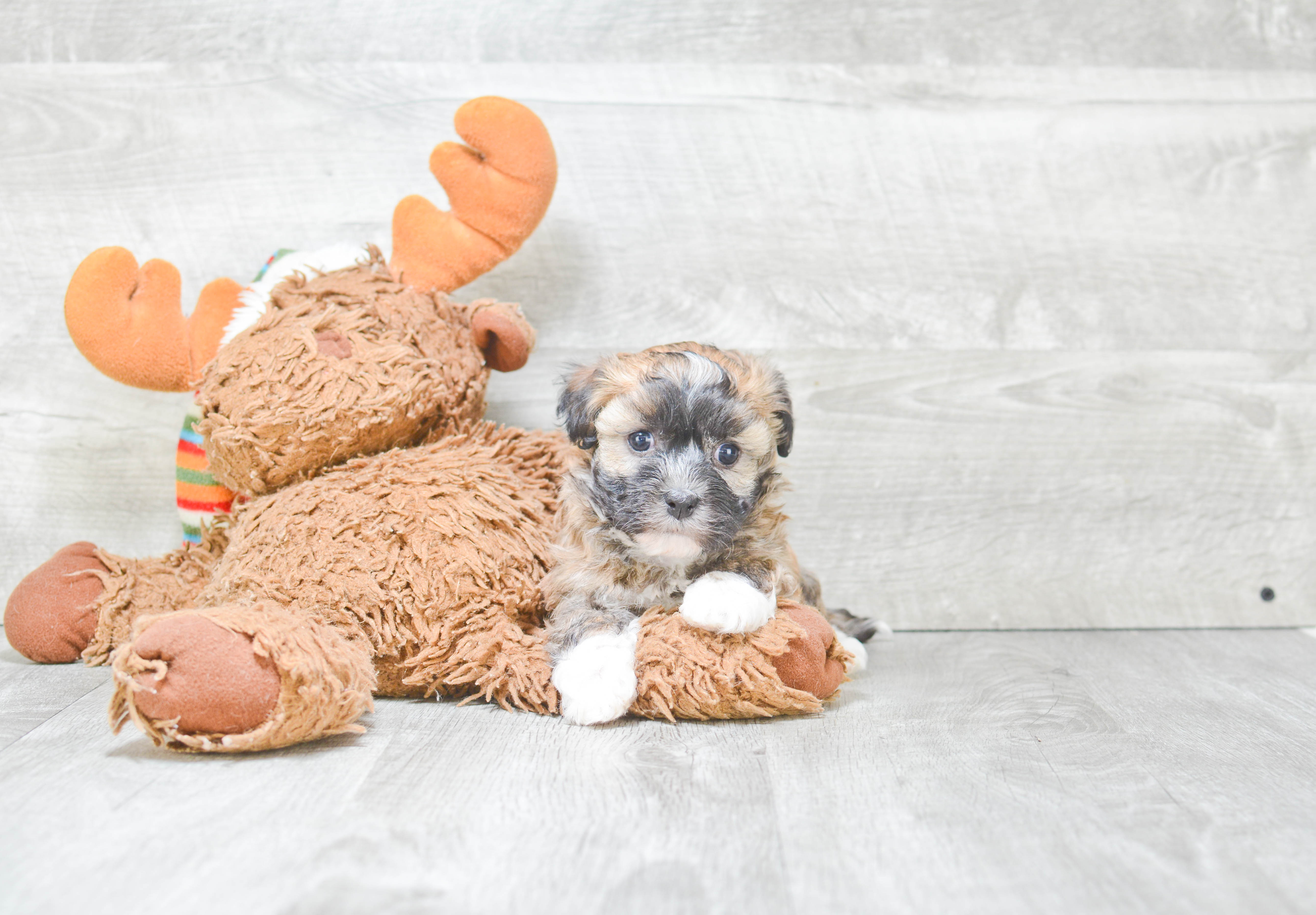 Best Havanese Baby