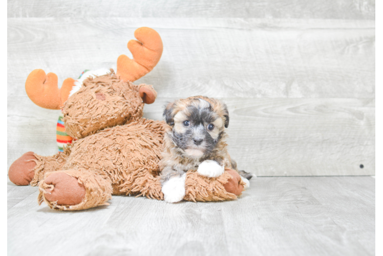 Best Havanese Baby