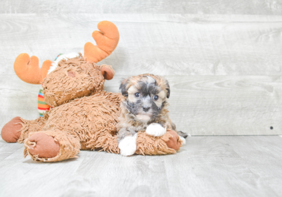 Best Havanese Baby