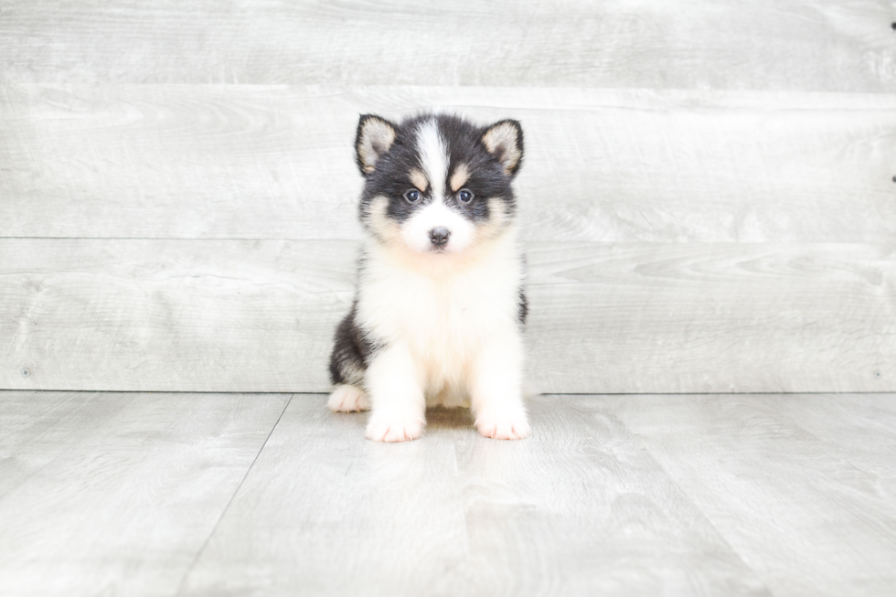 Pomsky Pup Being Cute