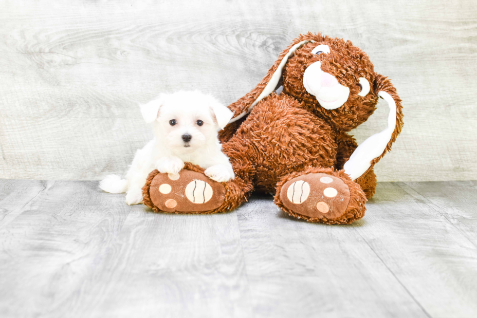 Sweet Maltese Purebred Puppy