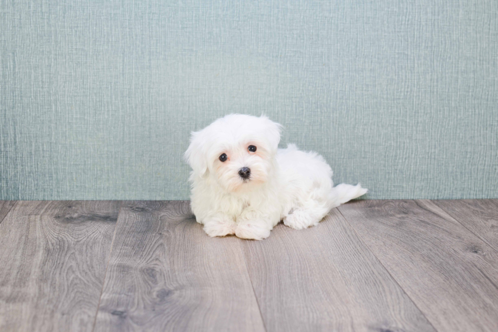 Energetic Maltese Poodle Poodle Mix Puppy