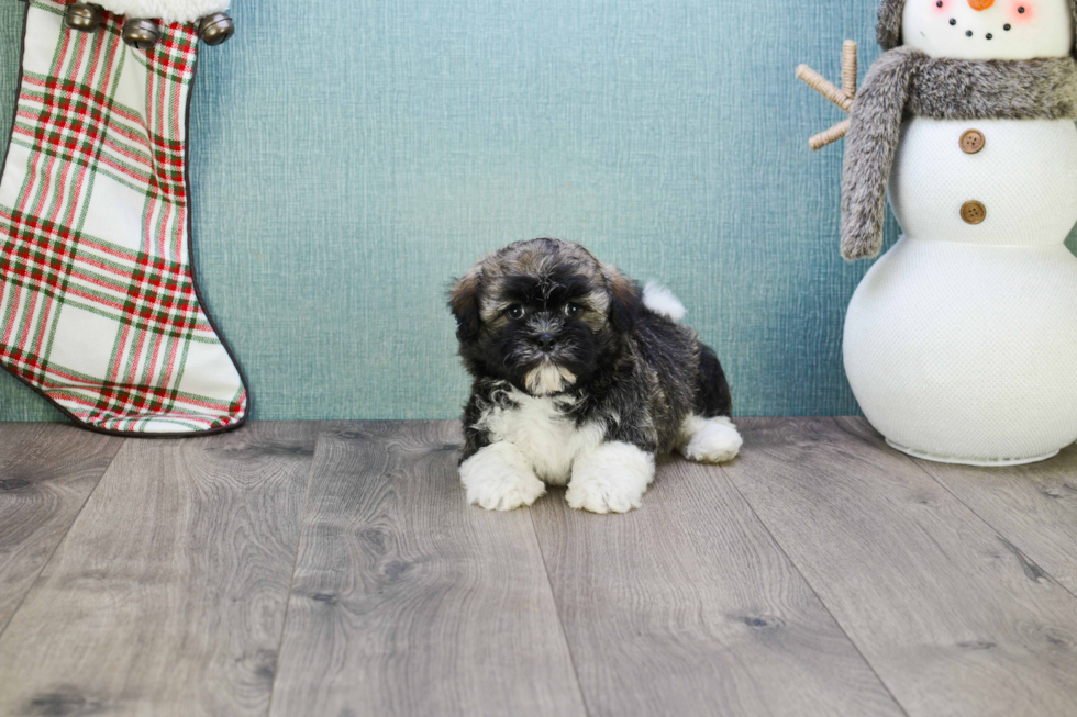 Popular Havanese Purebred Pup