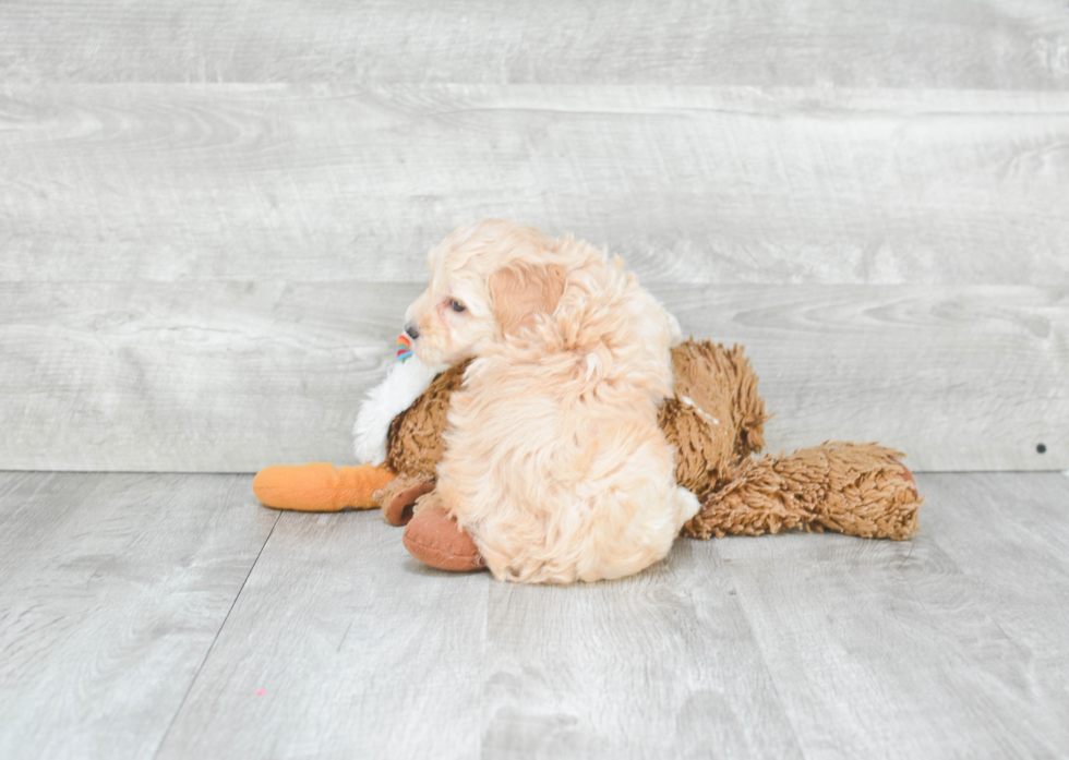 Energetic Maltepoo Poodle Mix Puppy