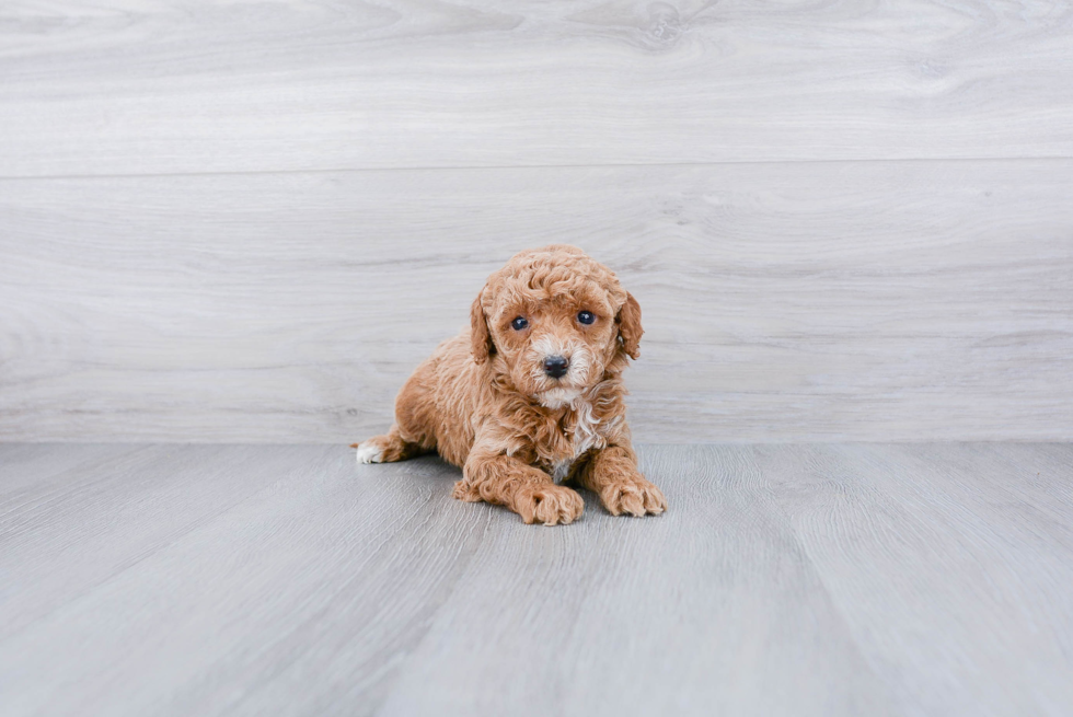 Best Cockapoo Baby