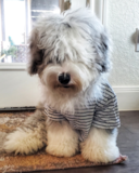 Hypoallergenic Mini Sheepadoodle Pup