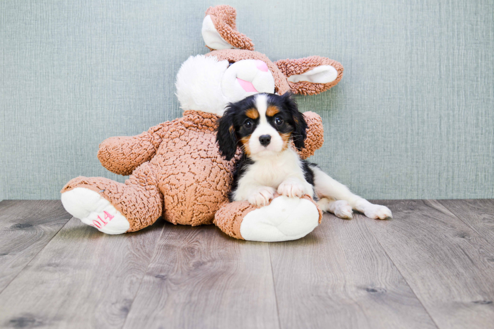 Cavalier King Charles Spaniel Pup Being Cute