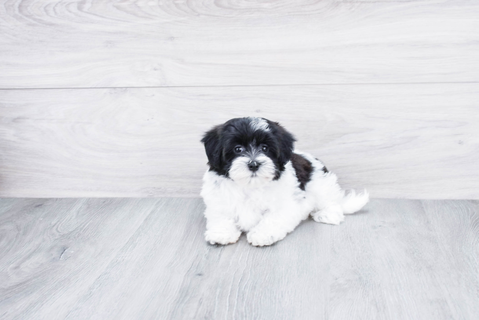 Hypoallergenic Havanese Purebred Pup