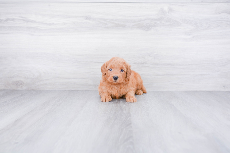 Best Mini Goldendoodle Baby