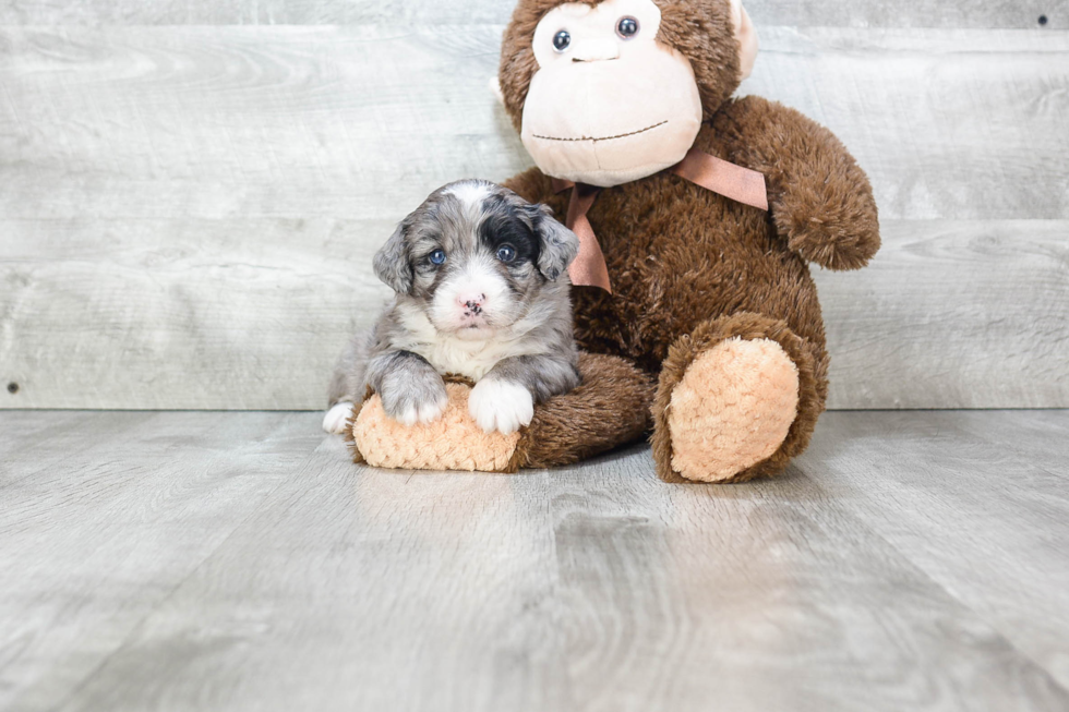 Mini Bernedoodle Pup Being Cute