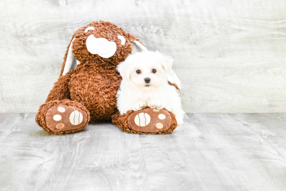 Maltese Pup Being Cute