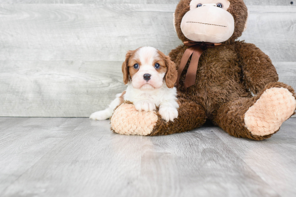 Akc Registered Cavalier King Charles Spaniel Purebred Pup